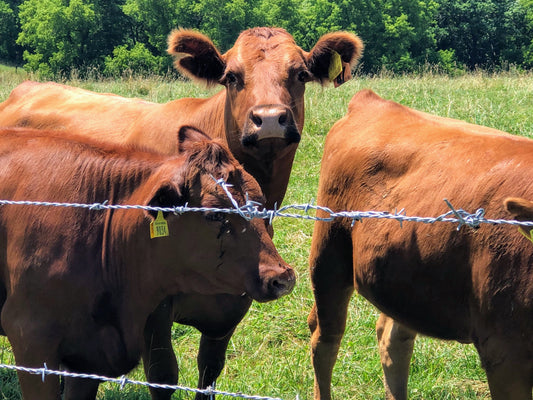 F1 Akaushi heifers on summer pasture